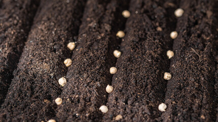 Seeds of chickpeas in soil. Sowing seeds closeup.