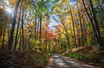 Road through Allegheny National Forest in Pennsylvania