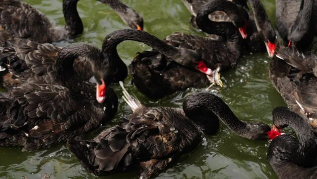 slow-motion of black swan eating on a pond