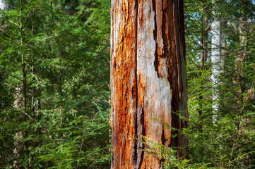 Raw Exposed Debarked Trees at Allegheny National Forest