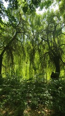 morning in the forest