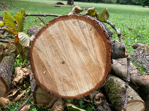 711380687 Gef&auml;llter Baum Baumschnitt Rosskastanie Baumscheibe