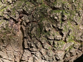 711380831 Masernknolle