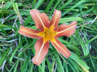711380882 Gelbrote Taglilie Hemerocallis fulva