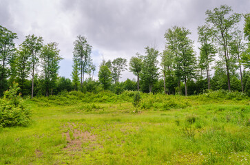 Forest Floor at Allegheny National Forest in Pennsylvania