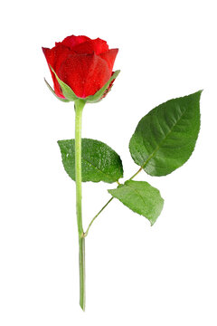 Single red Rose Isolated on White Background.