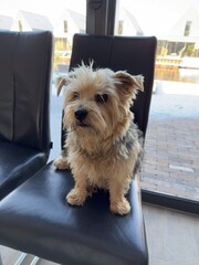 Norfolk terrier dog sitting on a chair looking at the camera