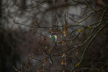 bird on tree