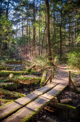 Fototapeta premium Small Footbridge on the Forest Floor at Allegheny National Forest in Pennsylvania