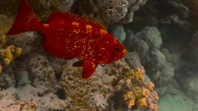 Magnificent 4k video footage on the theme of ocean and underwater creatures.