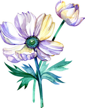 Watercolor white and violet anemone. Hand painted flowers 