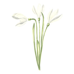 Watercolor bouquet of white snowdrops flower. Isolated hand drawn illustration spring blossom saffron. Floral botanical template for postcard, packaging and tableware, textile and sticker, embroidery