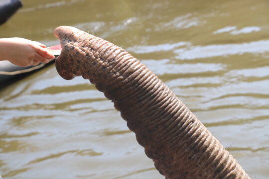 elephant runk 