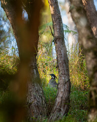 koklass pheasant or Pucrasia macrolopha habitat in grass behind tree trunk high altitude bird in natural green background at foothills of himalaya during winter wildlife excursion at uttarakhand india