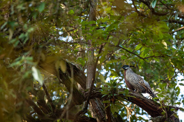 koklass pheasant or Pucrasia macrolopha closeup or portrait high altitude bird in natural green background perch on tree at foothills of himalaya during winter wildlife excursion at uttarakhand india