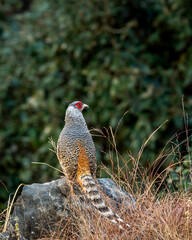 cheer pheasant or Catreus wallichii or Wallichs pheasant portrait during winter migration perched on big rock in natural scenic green background in foothills of himalaya forest uttarakhand india asia
