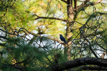 Blue whistling thrush or Myophonus caeruleus bird perched high on pine tree at foothills of himalaya uttarakhand india asia