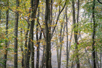 Foggy View through Autumn Fall Leaves at Allegheny National Forest
