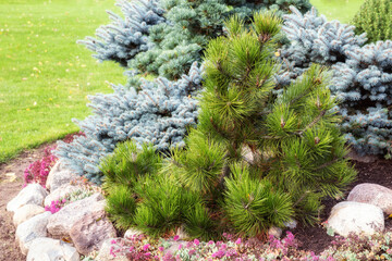 Pinus sibirica in garden