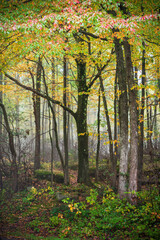 Forest Floor at Allegheny National Forest in Pennsylvania