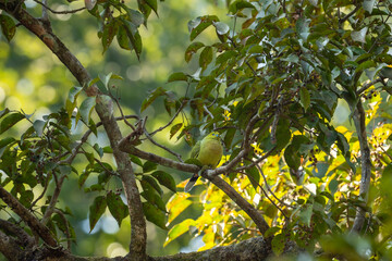 pin tailed green pigeon or Treron apicauda on tree in natural scenic green background during winter season at dhikala jim corbett national park forest tiger reserve uttarakhand india asia