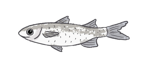 Isolated grey mullet fish, side view
