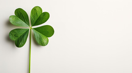 Happy St.Patriks day, Clover on white background.