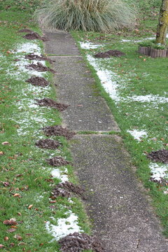 Maulwurfshügel im Garten, entlang des betonierten Gartenweges, im Januar mit Resten von Schnee.