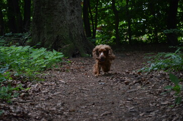 Cocker Spaniel