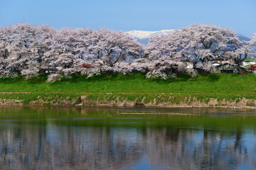 Obraz premium 残雪の蔵王連峰と白石川一目千本桜。大河原、宮城、日本。4月上旬。