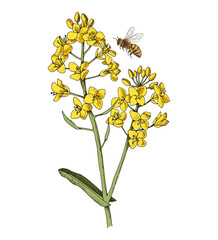 Rapeseed blooming branch with flying bee
