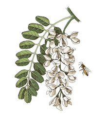 Blooming acacia and honey bee - 711392823