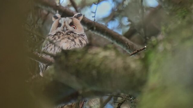 Looking at camera, the long eared owl in the wild forest (Asio otus)