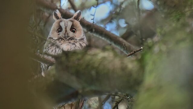 Motionless in the wild, the incredible long eared owl (Asio otus)