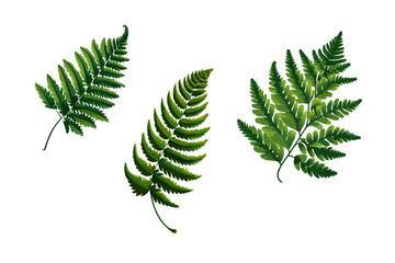different types of fern leaves isolated on white - obrazy, fototapety, plakaty