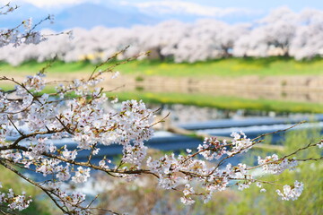 残雪の蔵王連峰と白石川一目千本桜。大河原、宮城、日本。4月上旬。