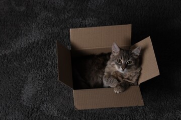 Cute fluffy cat in cardboard box on carpet, above view