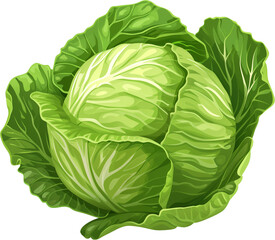 Simple Cartoon Cabbage