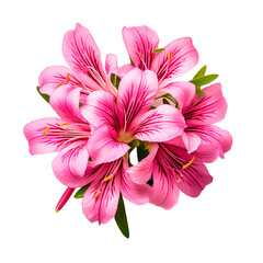 Pink lily flower bouquet isolated on transparent background for card and decoration. Element for Happy Birthday and International Women's Day cards