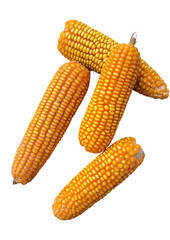 Corn on the cob