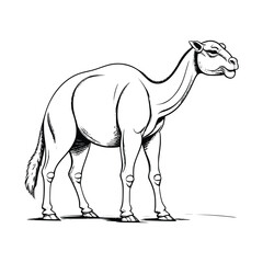 Camel wild animal vector EPS