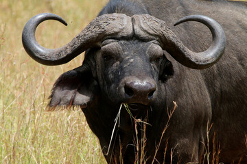 Wasserbüffel (Bubalus arnee) im hohen Gras, Kenia, Ostafrika