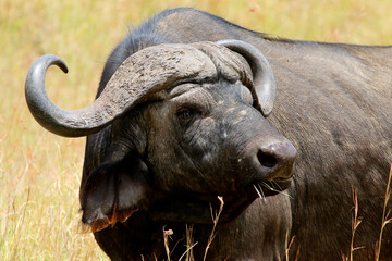 Wasserbüffel (Bubalus arnee) im hohen Gras, Kenia, Ostafrika