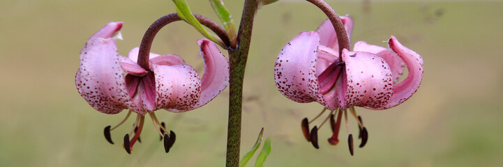  Türkenbund (Lilium martagon) Türkenbund-Lilie, Panorama  © Aggi Schmid