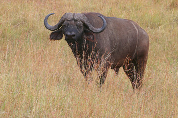 Obraz premium Wasserbüffel (Bubalus arnee) im hohen Gras, Kenia, Ostafrika
