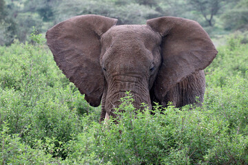 Afrikanische Elefant (Loxodonta africana) im hohen Gras, Kenia, Ostafrika