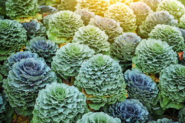 Decorative cabbage (Brassica oleracea). Decorative cabbage plants colour this open area