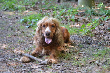 Cocker Spaniel