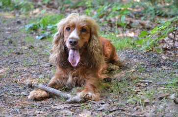 Cocker Spaniel