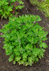 Beautiful large green leaves of chrysanthemum bushes in the garden.